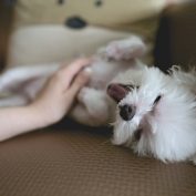 Five ways dogs really are just like toddlers – Essential Baby – August 2017
