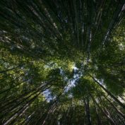 ‘I Tried Forest Bathing – Here’s What Happened’ – Whimn – May 2018
