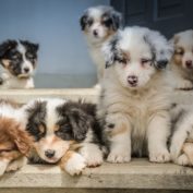 Being a dog person is in my DNA (apparently) – Domain – July 2019